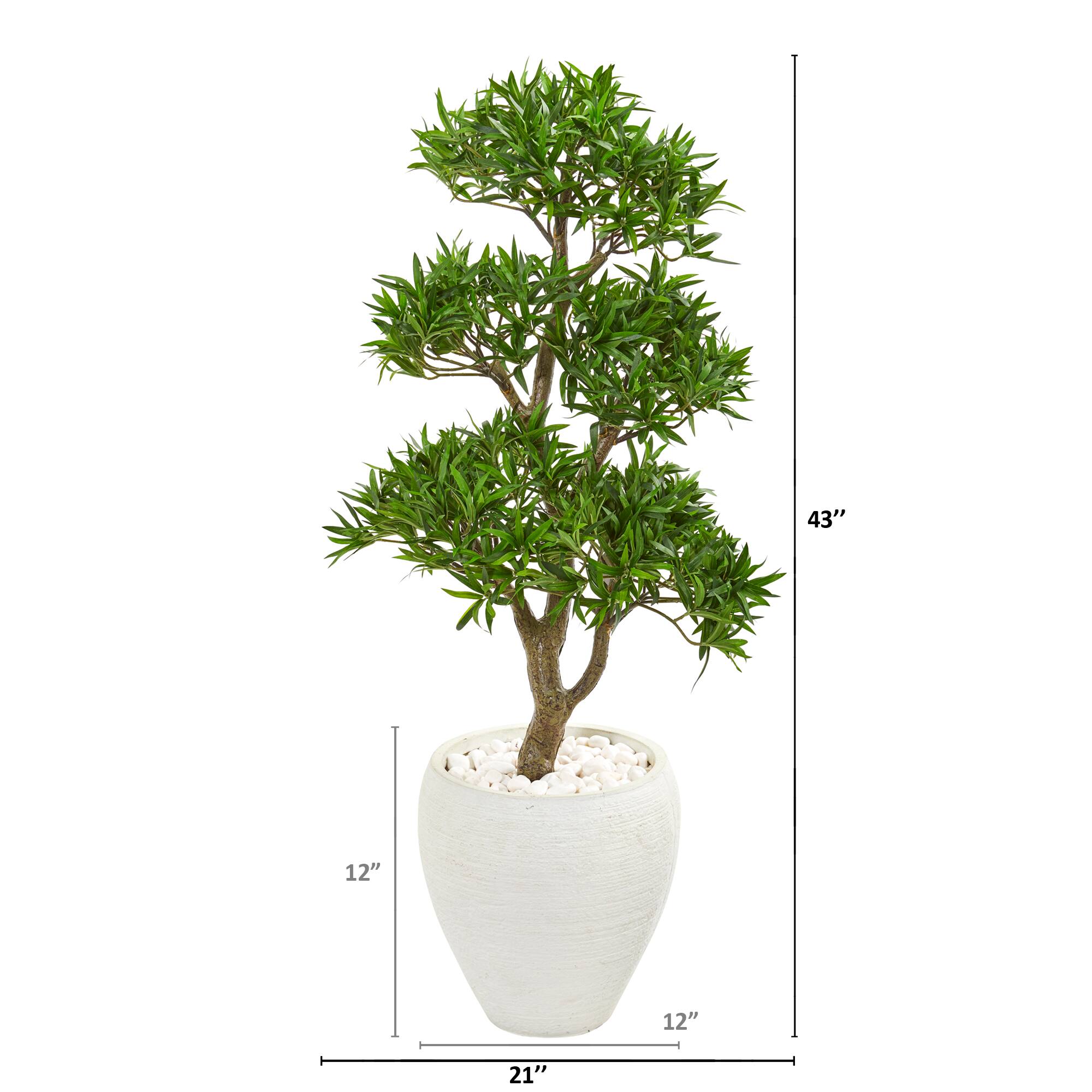 3.5ft. Bonsai Styled Plum Pine Tree in White Planter